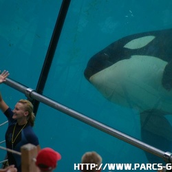 Marineland - Orques - Spectacle jour