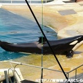 Marineland - 050