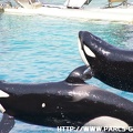 Marineland - 059