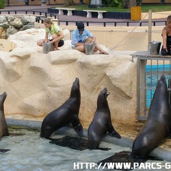 Marineland - Otaries - Nourrissage