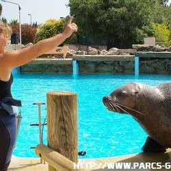 Marineland - Otaries - Steller