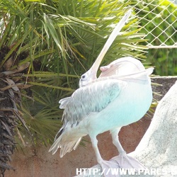 Marineland - Pelicans