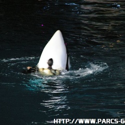 19 - Marineland - 22 Aout 2008