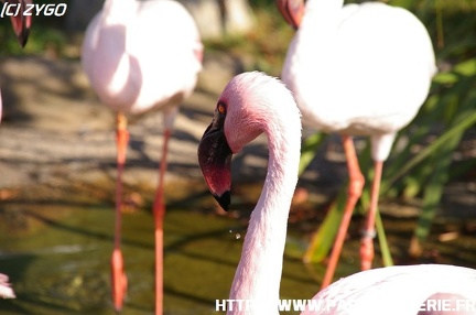 Marineland - 006