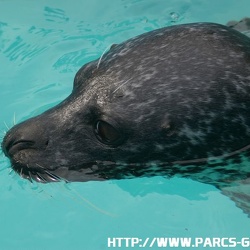 Marineland - Phoques - Phoques veaux marins