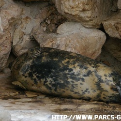 Marineland - Phoques - Phoques gris