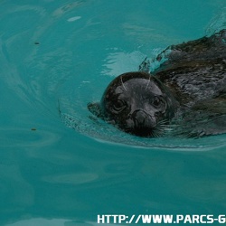 Marineland - Phoques - Phoques veaux marins