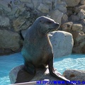 Marineland_-_2008_10_05_-_049.JPG