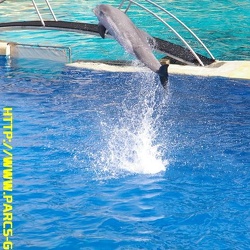 Marineland - Dauphins - Spectacle de 14h30