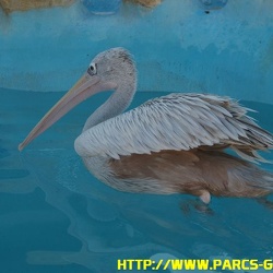 Marineland - Pelicans