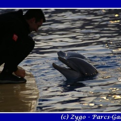 Marineland - Dauphins - Apprentissage