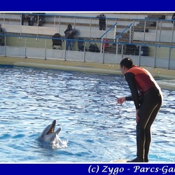Marineland - Dauphins - Spectacle - 14h45
