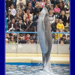 Marineland - Dauphins - Spectacle 14h15
