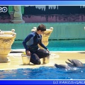 Marineland - Dauphins - Spectacle - 14h00 - 0010