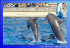 Marineland - Dauphins - Spectacle - 14h00 - 0016