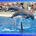 Marineland - Dauphins - Spectacle - 14h00 - 0017