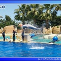 Marineland - Dauphins - Spectacle - 14h00 - 0019