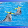 Marineland - Dauphins - Spectacle - 14h00 - 0020