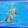 Marineland - Dauphins - Spectacle - 14h00 - 0021