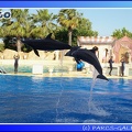 Marineland - Dauphins - Spectacle - 17h45 - 0047