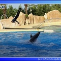 Marineland - Dauphins - Spectacle - 17h45 - 0053
