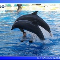 Marineland - Dauphins - Spectacle - 17h45 - 0064
