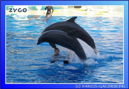 Marineland - Dauphins - Spectacle - 17h45 - 0064