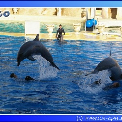 Marineland - Dauphins - Spectacle - 17h45