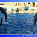 Marineland - Dauphins - Spectacle - 17h45 - 0067