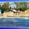 Marineland - Dauphins - Spectacle - 17h45 - 0071