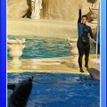 Marineland - Dauphins - Spectacle - 17h45 - 0073