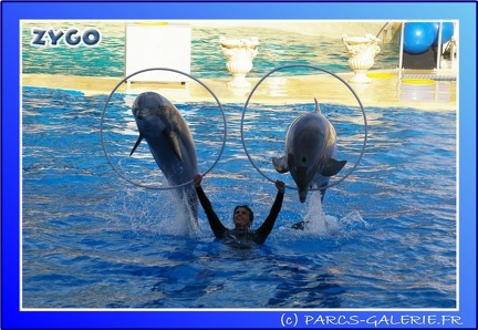 Marineland - Dauphins - Spectacle - 17h45 - 0074