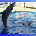 Marineland - Dauphins - Spectacle - 17h45 - 0075