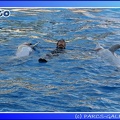 Marineland - Dauphins - Spectacle - 17h45 - 0077