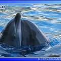 Marineland - Dauphins - Spectacle - 17h45 - 0078