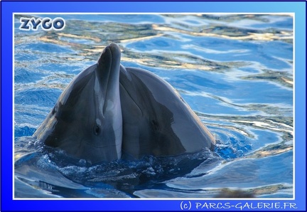 Marineland - Dauphins - Spectacle - 17h45 - 0078