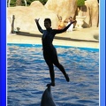 Marineland - Dauphins - Spectacle - 17h45 - 0091