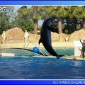 Marineland - Dauphins - Spectacle - 17h45 - 0093