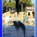 Marineland - Dauphins - Spectacle - 17h45 - 0094