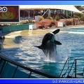 Marineland - Orques - Spectacle - 15h00 - 0111