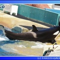 Marineland - Orques - Spectacle - 15h00 - 0113
