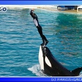 Marineland - Orques - Spectacle - 15h00 - 0118