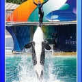 Marineland - Orques - Spectacle - 15h00 - 0123