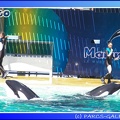 Marineland - Orques - Spectacle - 15h00 - 0124
