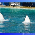 Marineland - Orques - Spectacle - 15h00 - 0131
