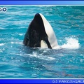 Marineland - Orques - Spectacle - 15h00 - 0132