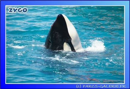 Marineland - Orques - Spectacle - 15h00 - 0132