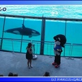 Marineland - Orques - Spectacle - 15h00 - 0133