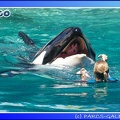 Marineland - Orques - Spectacle - 15h00 - 0139