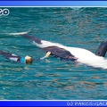 Marineland - Orques - Spectacle - 15h00 - 0140